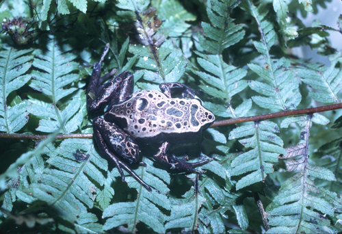 Mount Okou Long-fingered Frog