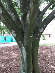 Melicoccus bijugatus