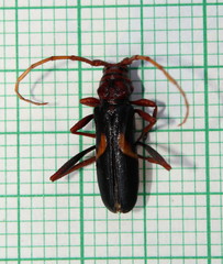 Compsomera elegantissima