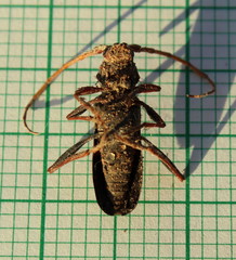 Compsomera elegantissima