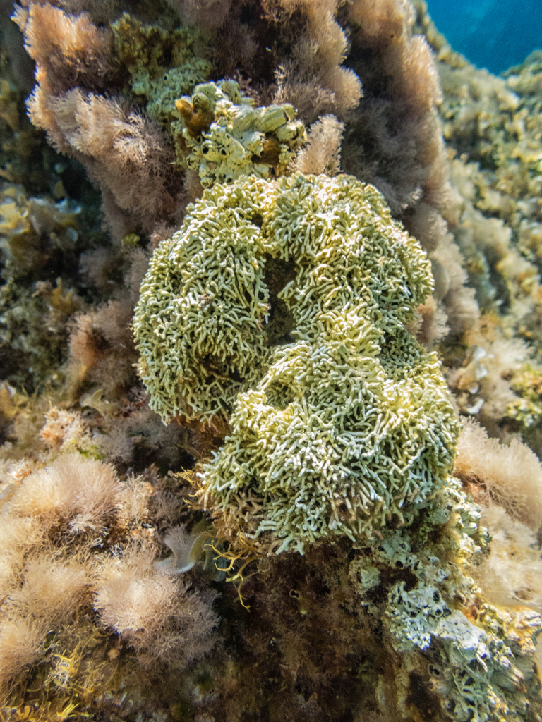 Lithophyllum woelkerlingii