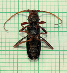 Compsomera elegantissima