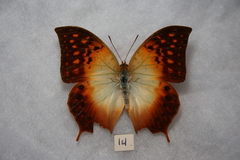 Charaxes acuminatus