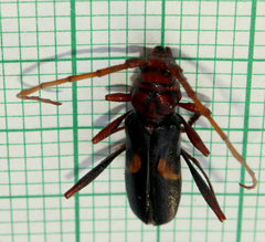 Compsomera elegantissima