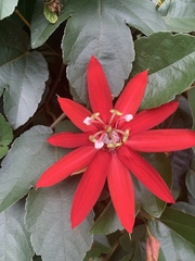 Coccinea