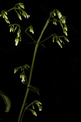 Furry Crassula (Tapeinostemon)
