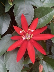 Coccinea