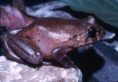 Hairy Frog