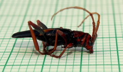 Compsomera elegantissima