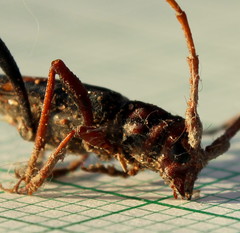 Compsomera elegantissima