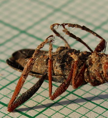 Compsomera elegantissima