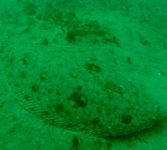 Paralichthys californicus
