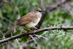 Long-Billed Bush-Warbler photo 2