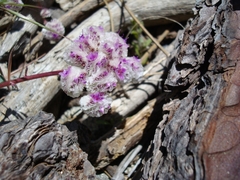 Calyptridium monospermum