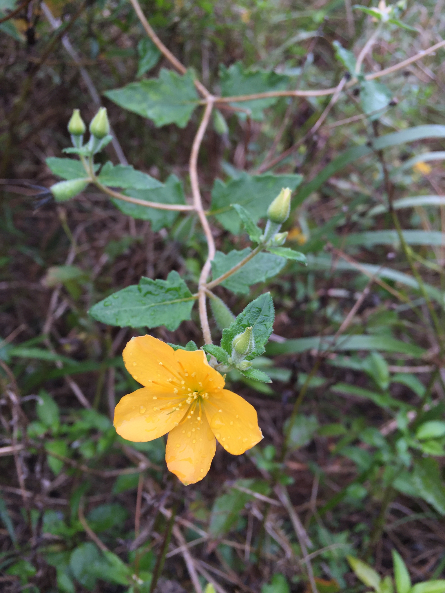 Mentzelia floridana