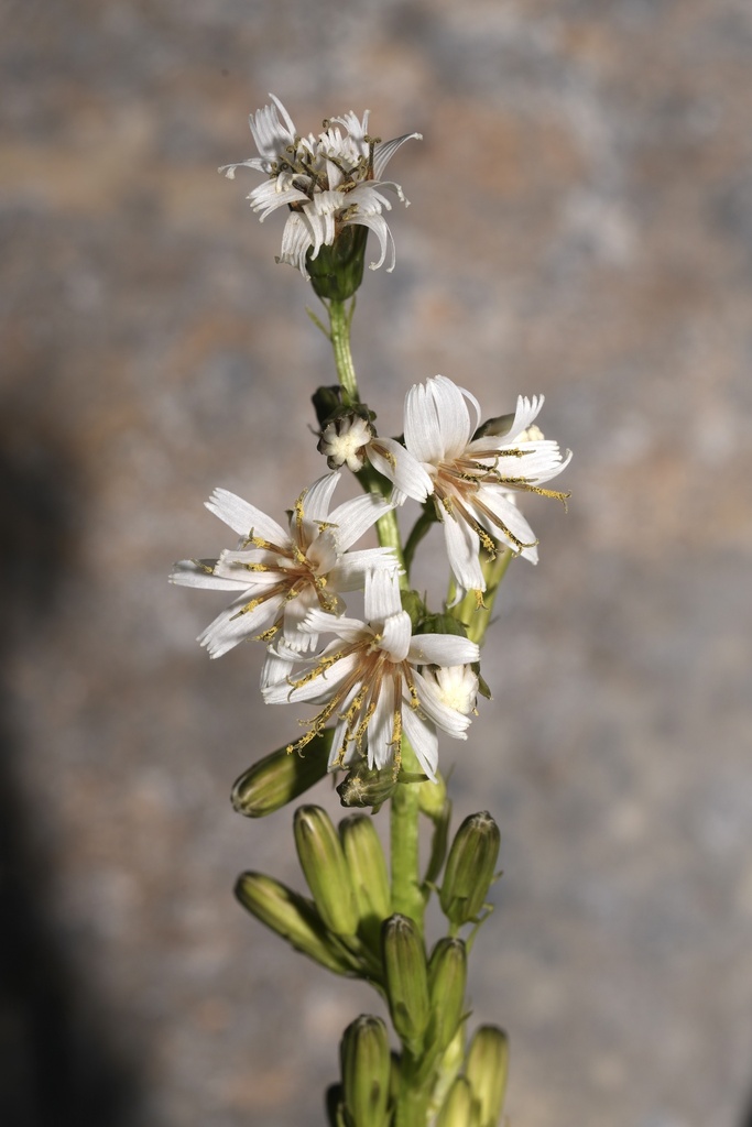 arrowleaf rattlesnake root