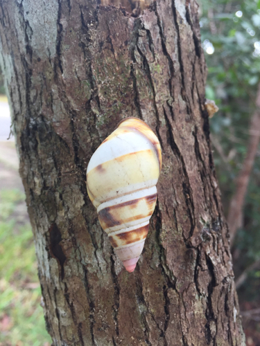 Florida Tree Snail