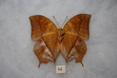 Charaxes acuminatus