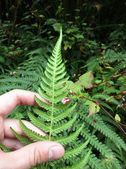 Pseudophegopteris