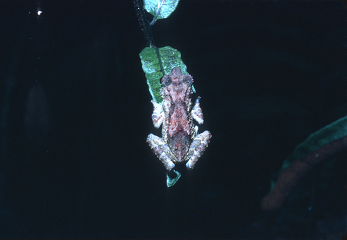 Montane Forest Tree Toad