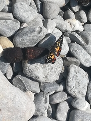 Chlosyne melitaeoides