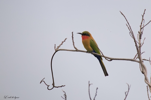 Red-throated Bee-eater