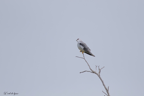 Black-winged Kite