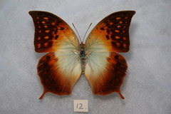 Charaxes acuminatus