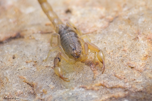 Alligatorback Scorpion
