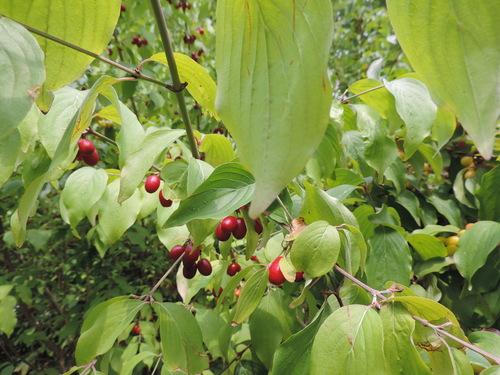 Cornelian cherry
