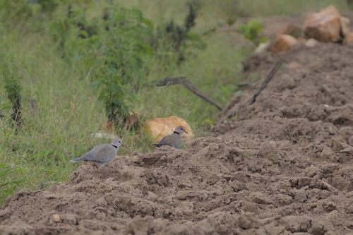 Vinaceous Dove
