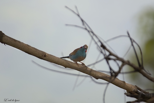 Red-cheeked Cordonbleu
