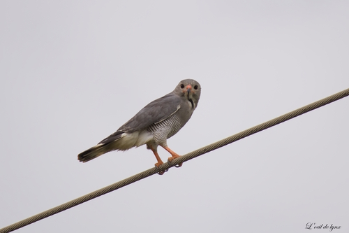 Northern Lizard Buzzard