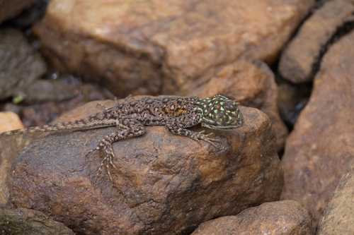 Peters's Rock Agama