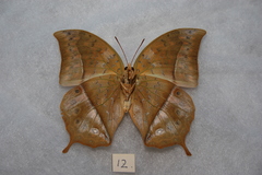 Charaxes acuminatus