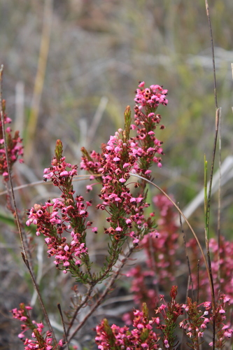 Kappie Heath (Erica rubiginosa)