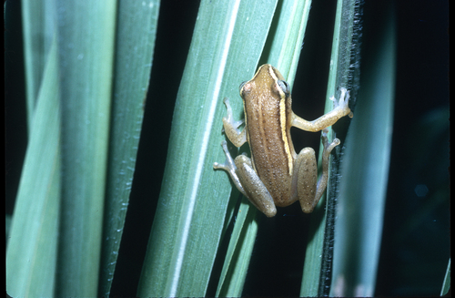 Duque Reed Frog, Hyperolius cinnamomeoventris