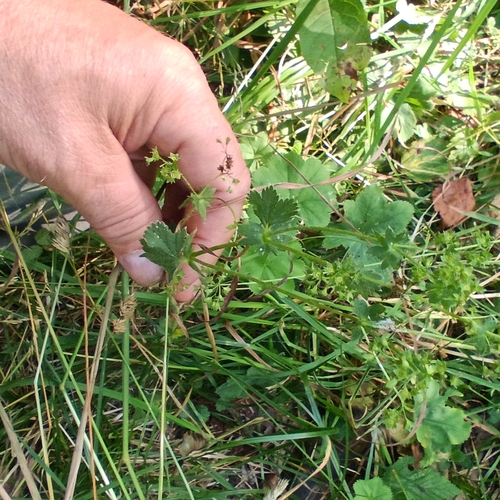 Alchemilla cymatophylla