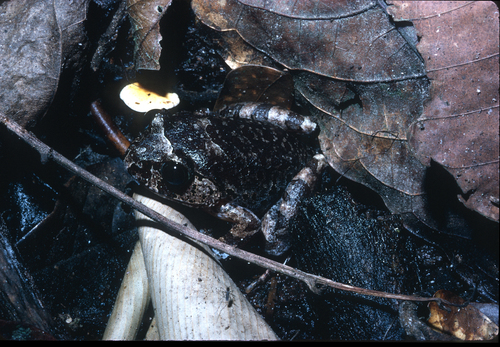 River Night Frog