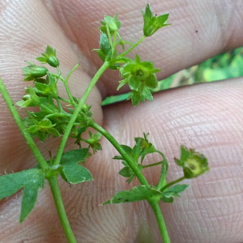 Alchemilla cymatophylla, photograph 1