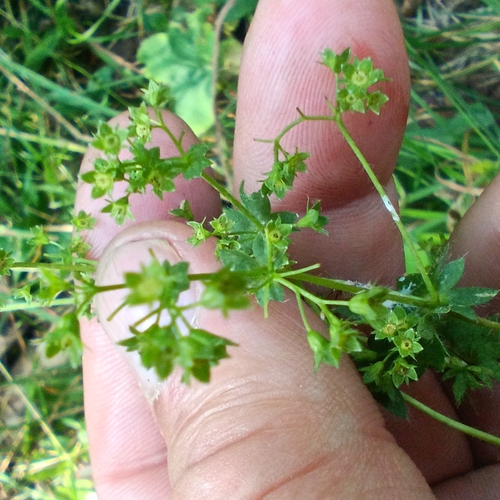 Alchemilla cymatophylla, photograph 2