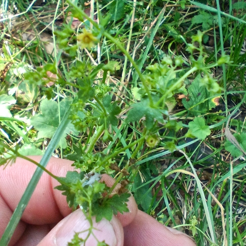 Alchemilla cymatophylla, photograph 3