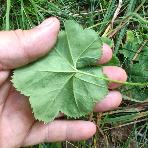 Alchemilla cymatophylla, photograph 4