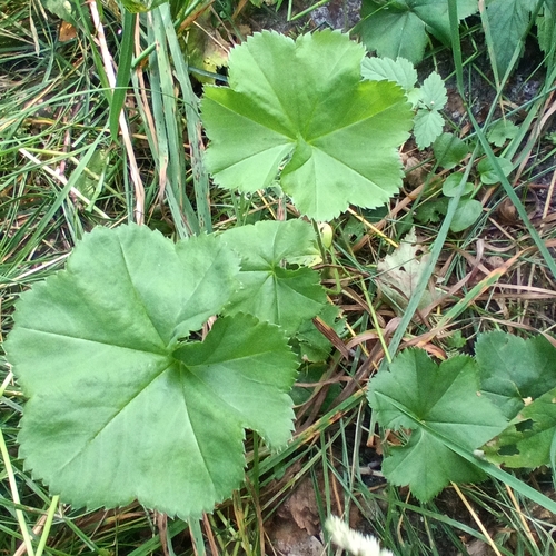 Alchemilla cymatophylla, photograph 5