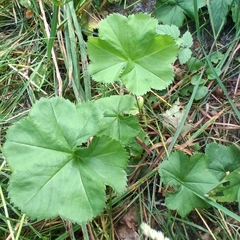 Alchemilla cymatophylla, photograph (c) Михаил Языков, some rights reserved (CC BY)
