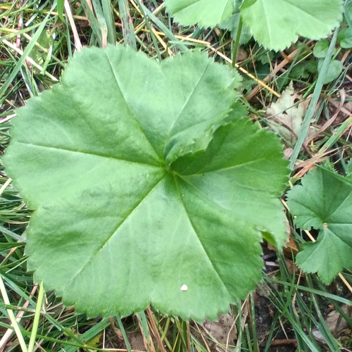 Alchemilla cymatophylla, photograph 6