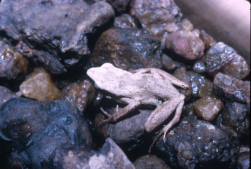 Silver Long-Fingered Frog
