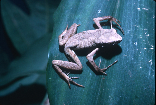 Silver Long-Fingered Frog