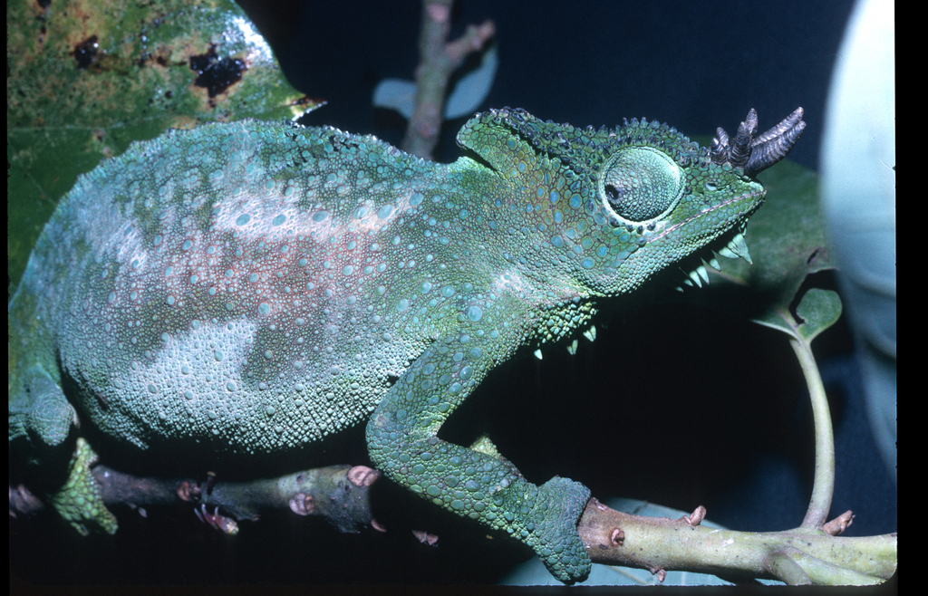 Four-horned Chameleon