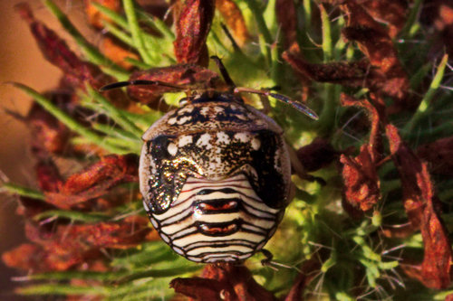 Red-shouldered Stink Bug photo 5